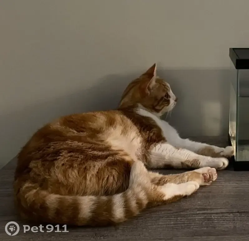 Disparition Chat Européen Roux à La Madeleine - photo