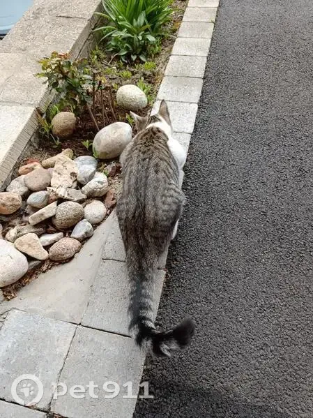 Chat trouvé à Noyelles-sous-Lens - photo