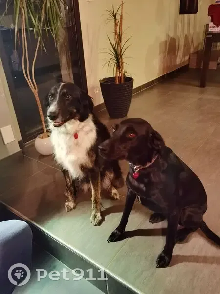 Chiens disparus à Feins : Nattie et Wanila - photo