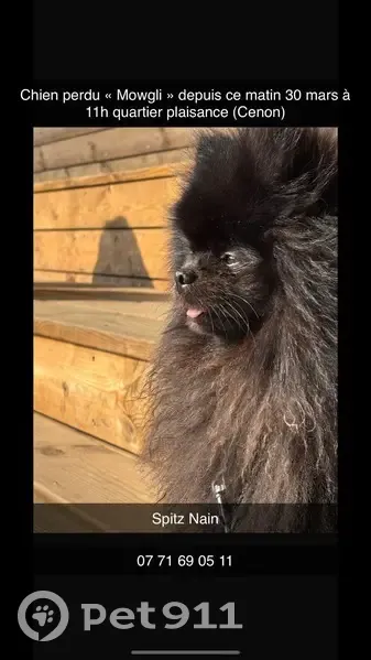 Chien perdu à Cenon : Mowgli recherché - photo