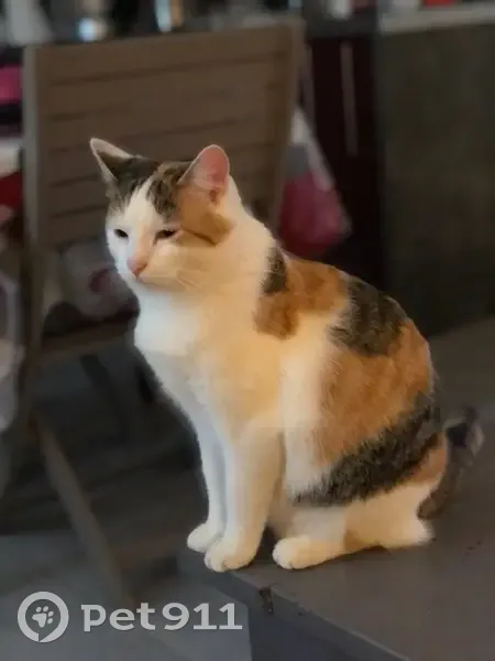 Chatte tricolore disparue à Bernis - photo
