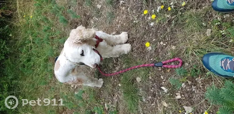 Chienne cocker perdue à L'Isle-d'Abeau - photo