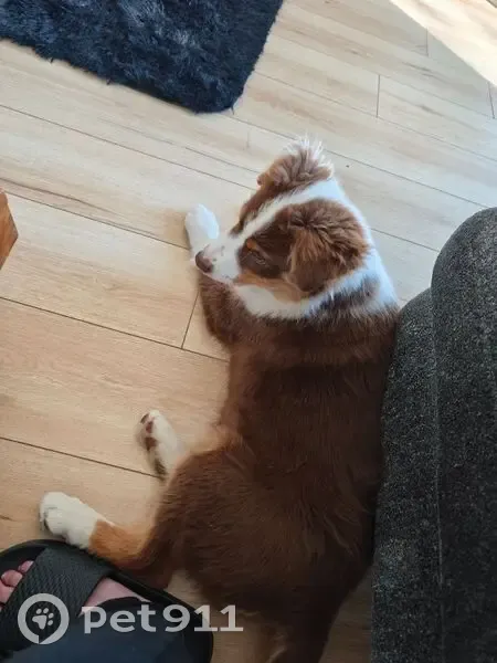 Chiot retrouvé dans jardin à Aussonne - photo