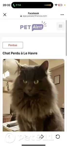 Chatte grise peureuse perdue au Havre - photo