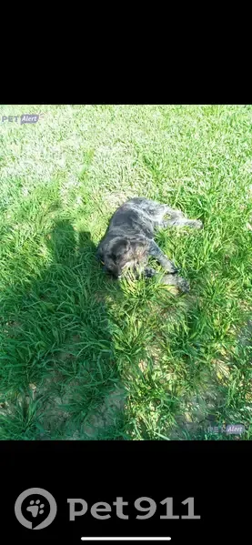 Chiens perdus: Drathar & Springer à Valeins - photo