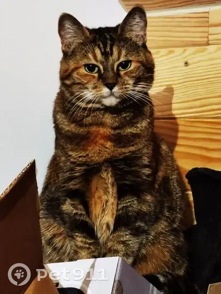 Chatte européenne disparue à Douai - photo