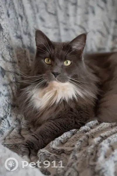 Main Coon gris perdu à Allainville - photo