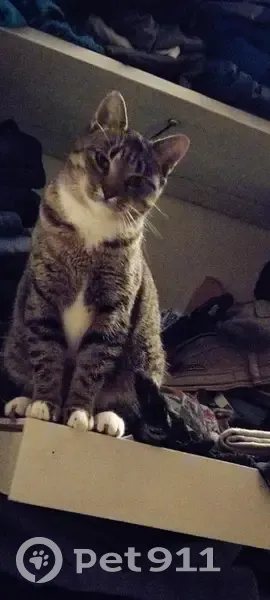 Chatte tigrée disparue à Ploufragan - photo