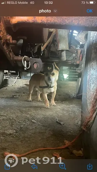 Chien trouvé à Sourdeval, Normandie - photo