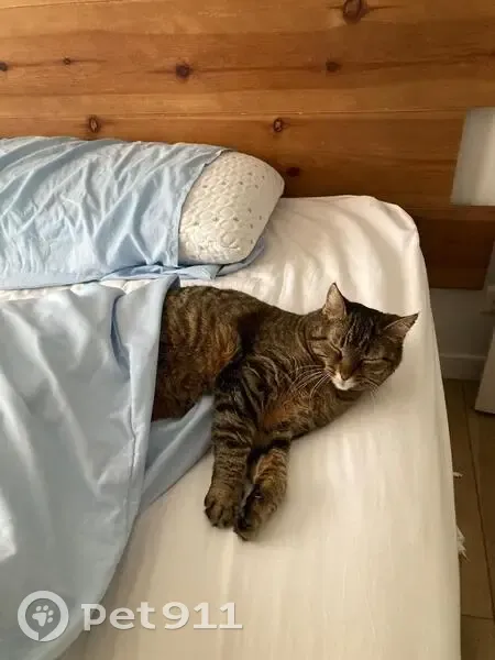 Chat craintif disparu à Ondres - photo