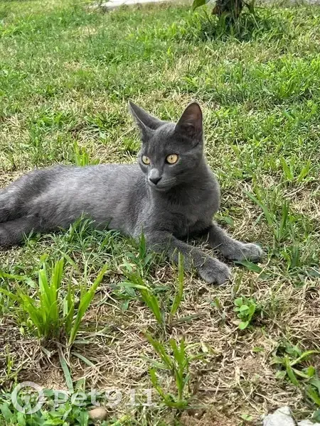 Chatte gris-bleu disparue à Saint-Pierre - photo