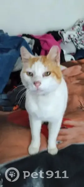 Chat perdu : blanc et roux à Sceaux-du-Gâtinais - photo
