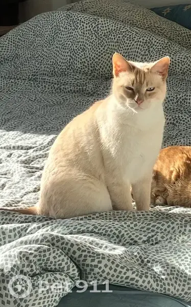 Chat perdu : Nelson, crème, yeux bleus - photo
