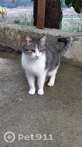 Chat borgne trouvé, gentil et gourmand - photo