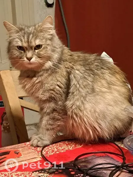 Chatte disparue à Lillers, Hauts-de-France - photo