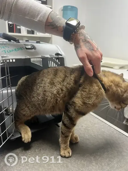 Chatte tigrée trouvée à Montpellier - photo