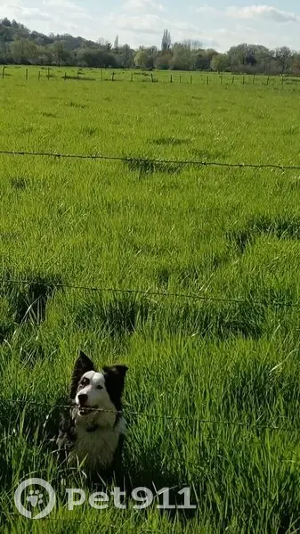 Chien border collie tricolore perdu - photo