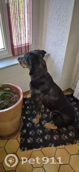 Beauceron arlequin perdu à Mas-Saintes-Puelles - photo