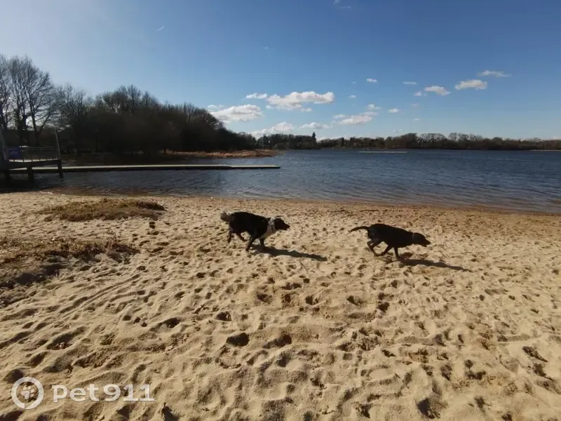 Chiens disparus à Feins : Nattie et Wanila - photo