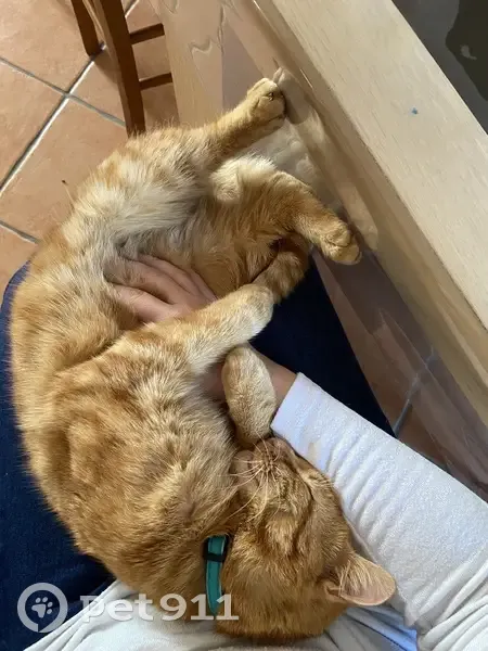 Caramel, chat marron perdu à La Tardière - photo