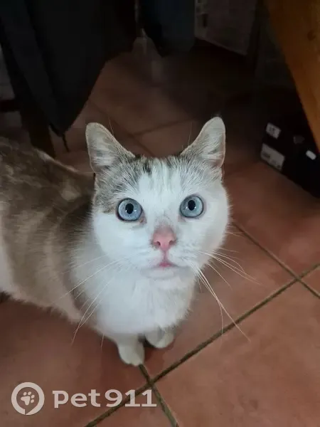Chatte blanche-grise perdue Andouillé - photo