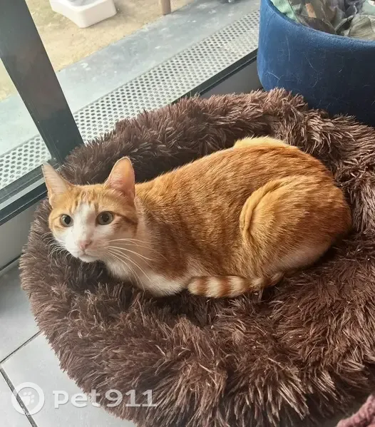 Chat roux et blanc perdu près du golf - photo