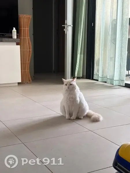 Chat perdu : Simba, blanc yeux bleus - photo