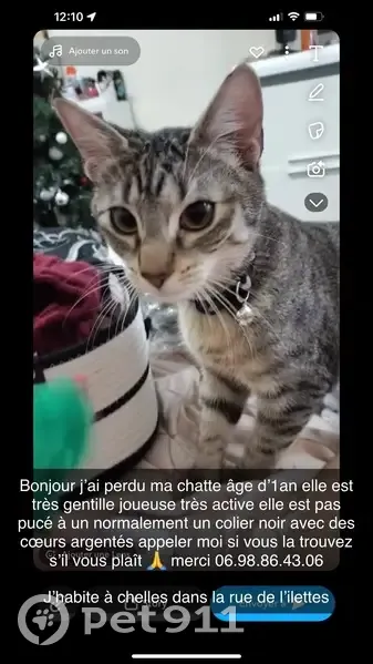 Chatte 1 an perdue à Chelles, rue Ilette - photo