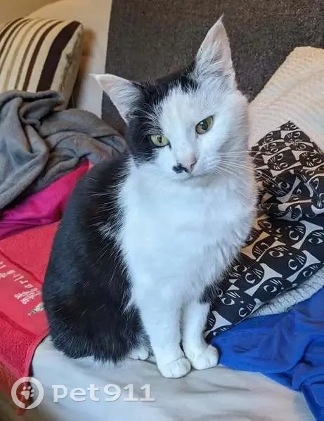 Chatte noire et blanche perdue à Rennes - photo