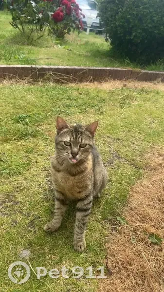 Chatte tigrée disparue à Loudéac - photo