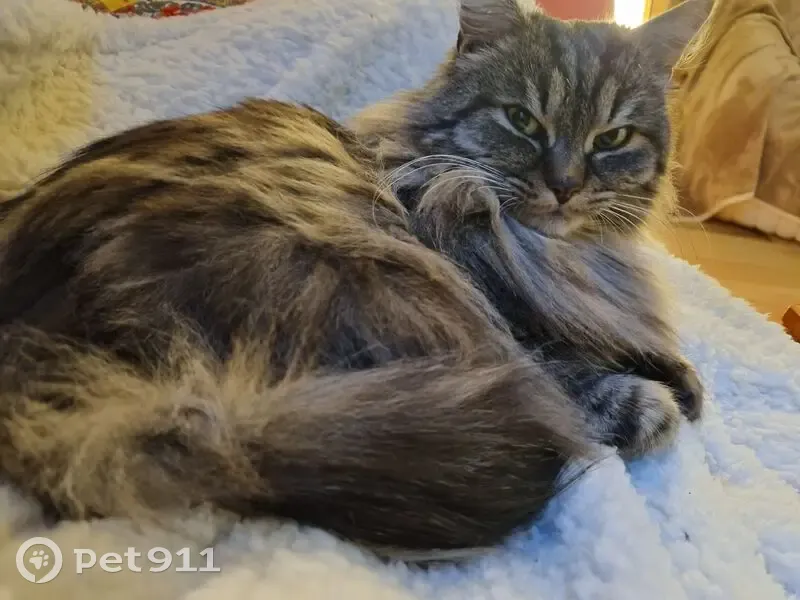 Chat gris disparu à Strasbourg - photo