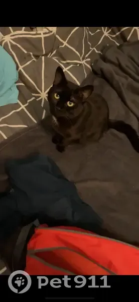 Chatte noire de 8 mois disparue Entrammes - photo