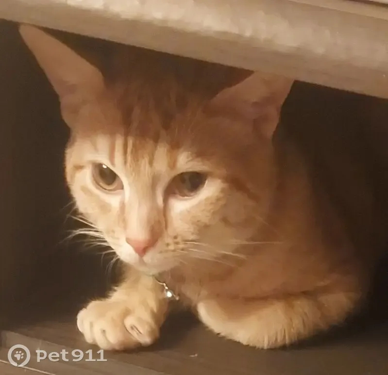 Chat roux très câlin perdu à Uckange - photo
