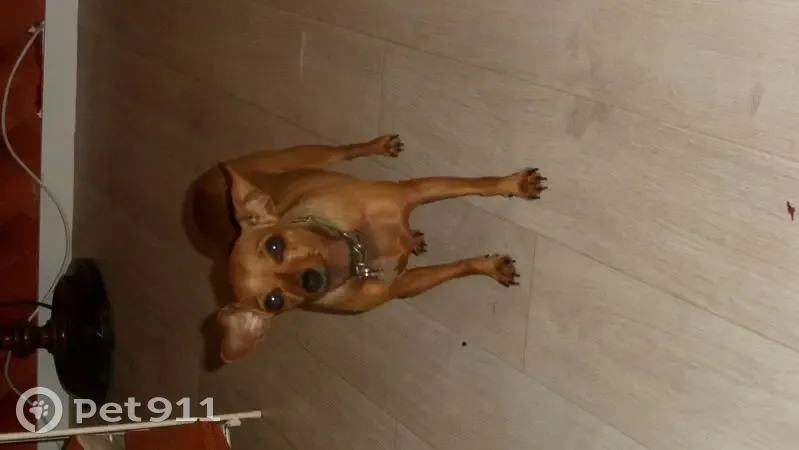 Perdue : Chienne Pincherre Chouquette à Angers - photo