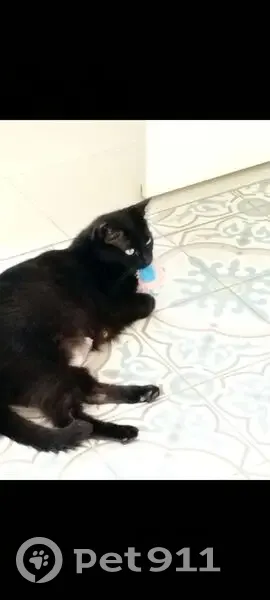 Chatte noire perdue à Gémozac - photo