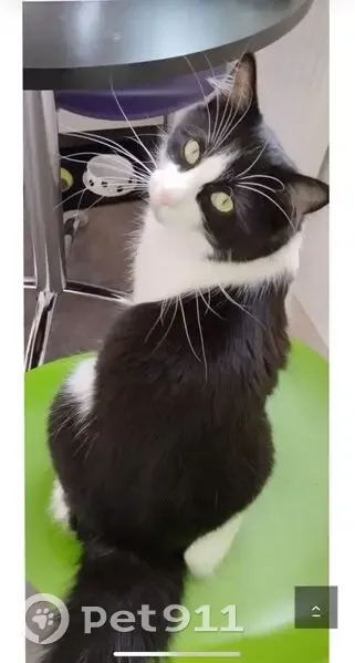 Chat noir et blanc disparu à Bourgneuf - photo