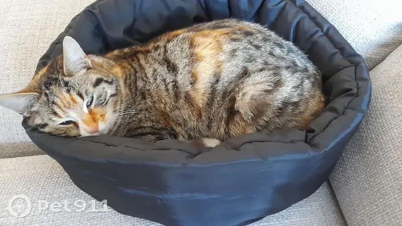 Chat câlin trouvé dans garage à Saugues - photo