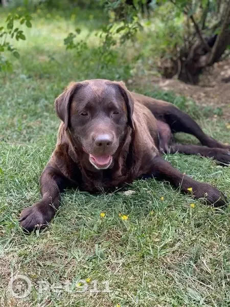Chienne labrador chocolat disparue à Queyrières - photo