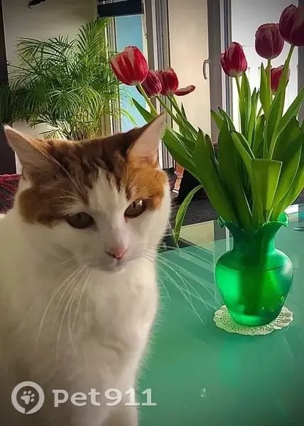 Mimi, chatte craintive disparue, Les Sables - photo