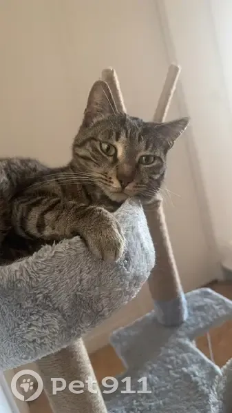 Chat perdu à Bellevue, Brest : Plouf 6 ans - photo