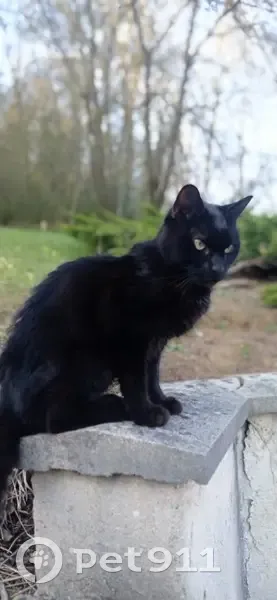 Chat sociable maigre trouvé à Seraincourt - photo
