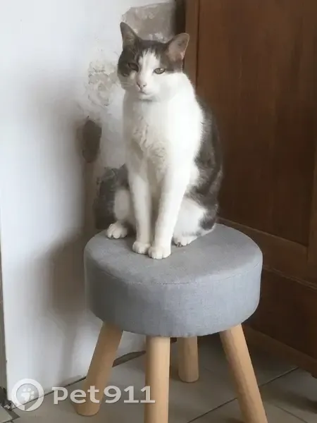 Chat mâle gris/blanc disparu à Dax - photo