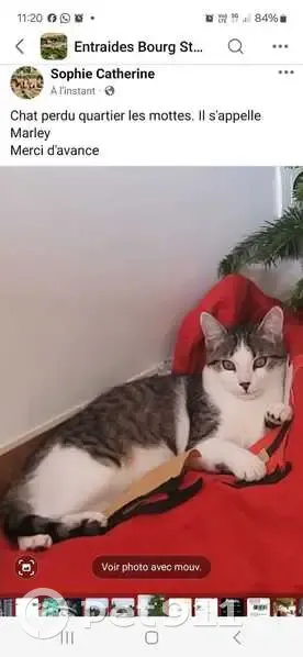 Marley, chat tigré gris-blanc perdu - photo