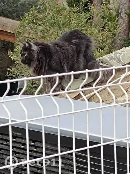 Main Coon noir-gris perdu à Couffoulens - photo