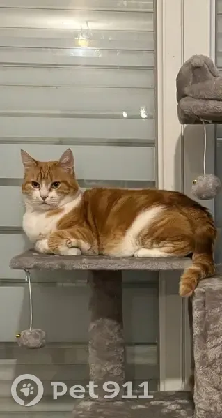 Chat roux et blanc perdu à Olivet - photo