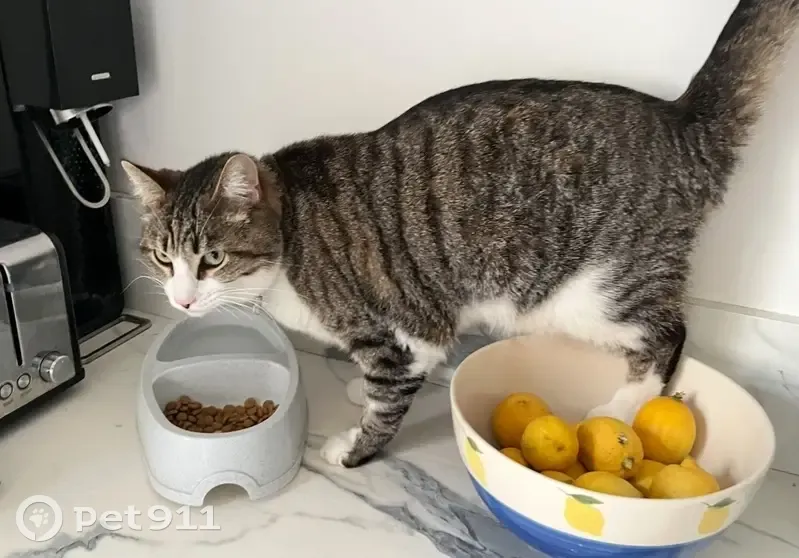 Chat tigré et blanc perdu à Nice - photo