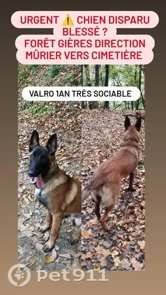 Malinois 1 an perdu à Gières, sociable - photo