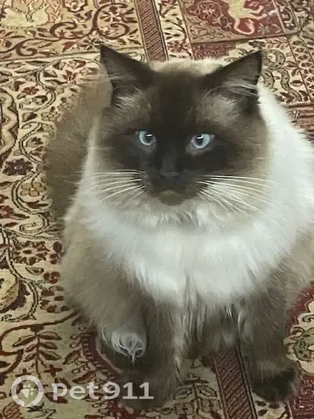 Chat perdu à Arudy : Tyber, collier bleu - photo