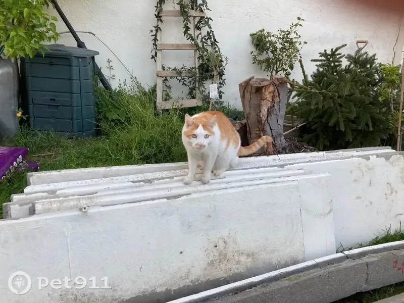 Chat perdu : grand roux et blanc à Fontenay - photo