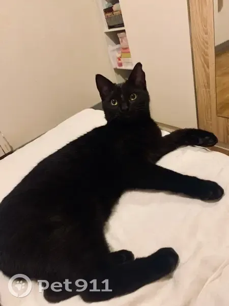 Chat trouvé, Poil blanc, Rue Des Trois Maisons - photo